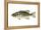 Smallmouth Bass (Micropterus Dolomieui), Fishes-Encyclopaedia Britannica-Framed Stretched Canvas