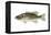 Smallmouth Bass (Micropterus Dolomieui), Fishes-Encyclopaedia Britannica-Framed Stretched Canvas