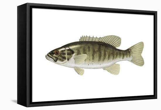 Smallmouth Bass (Micropterus Dolomieui), Fishes-Encyclopaedia Britannica-Framed Stretched Canvas