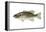 Smallmouth Bass (Micropterus Dolomieui), Fishes-Encyclopaedia Britannica-Framed Stretched Canvas