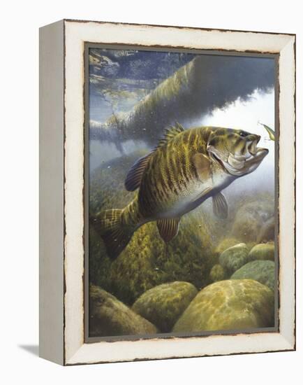 Smallmouth Bass-Larry Tople-Framed Premier Image Canvas