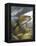 Smallmouth Bass-Larry Tople-Framed Premier Image Canvas