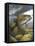 Smallmouth Bass-Larry Tople-Framed Premier Image Canvas