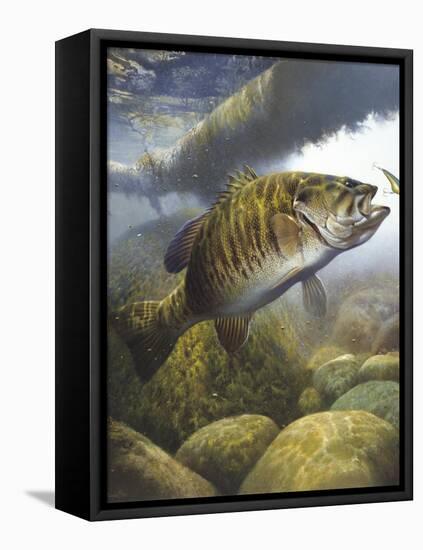 Smallmouth Bass-Larry Tople-Framed Premier Image Canvas