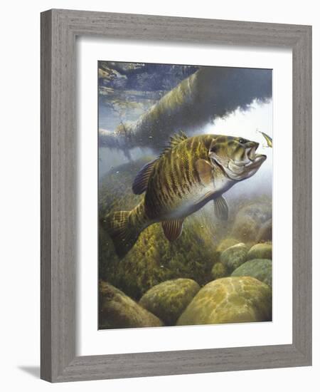 Smallmouth Bass-Larry Tople-Framed Giclee Print