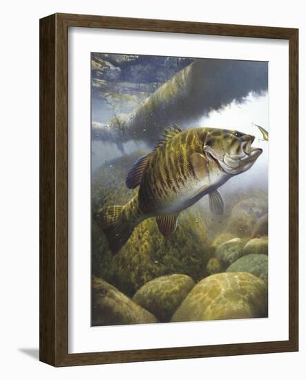 Smallmouth Bass-Larry Tople-Framed Giclee Print
