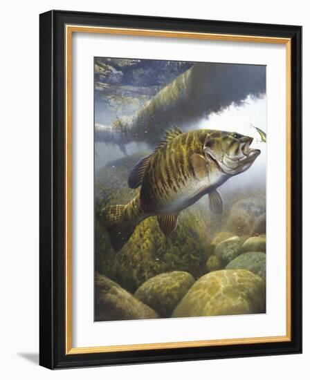 Smallmouth Bass-Larry Tople-Framed Giclee Print