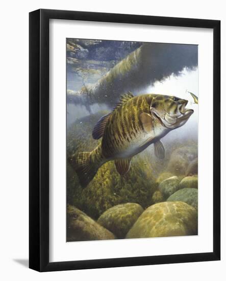 Smallmouth Bass-Larry Tople-Framed Premium Giclee Print