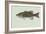 Smallmouth Bass-null-Framed Giclee Print