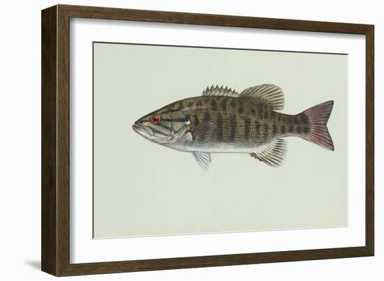 Smallmouth Bass-null-Framed Giclee Print