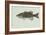 Smallmouth Bass-null-Framed Giclee Print