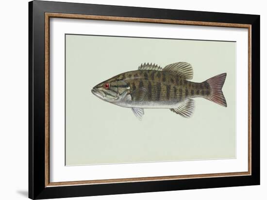 Smallmouth Bass-null-Framed Giclee Print