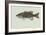 Smallmouth Bass-null-Framed Giclee Print