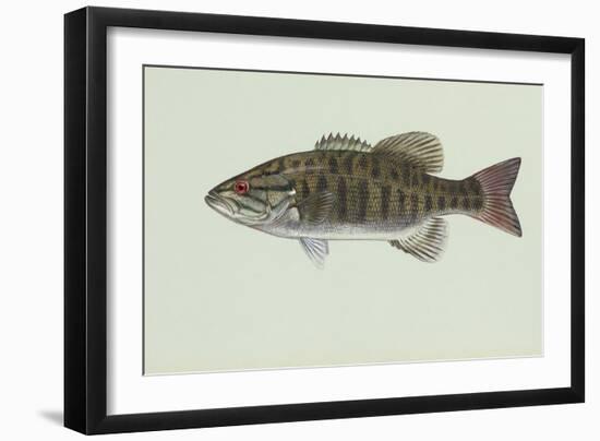 Smallmouth Bass-null-Framed Giclee Print