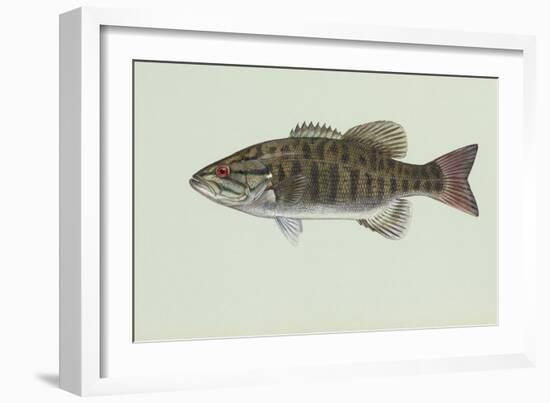 Smallmouth Bass-null-Framed Giclee Print
