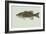 Smallmouth Bass-null-Framed Giclee Print