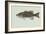 Smallmouth Bass-null-Framed Giclee Print