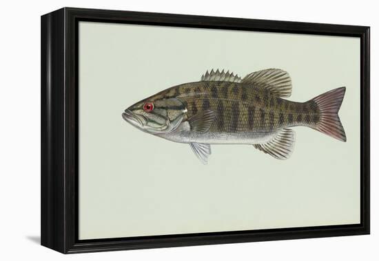 Smallmouth Bass-null-Framed Premier Image Canvas