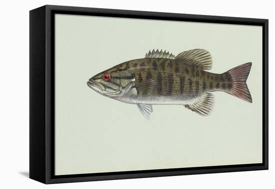 Smallmouth Bass-null-Framed Premier Image Canvas