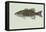 Smallmouth Bass-null-Framed Premier Image Canvas