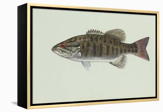 Smallmouth Bass-null-Framed Premier Image Canvas