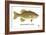 Smallmouth Bass-Mark Frost-Framed Giclee Print