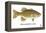 Smallmouth Bass-Mark Frost-Framed Premier Image Canvas