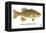 Smallmouth Bass-Mark Frost-Framed Premier Image Canvas