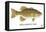 Smallmouth Bass-Mark Frost-Framed Premier Image Canvas