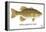 Smallmouth Bass-Mark Frost-Framed Premier Image Canvas