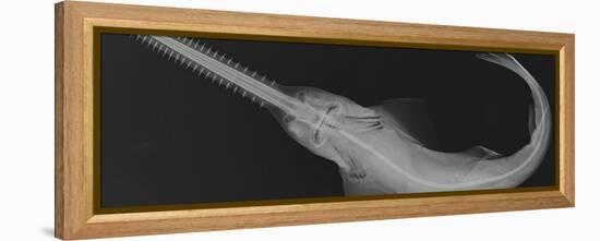 Smalltooth Sawfish-Sandra J. Raredon-Framed Stretched Canvas