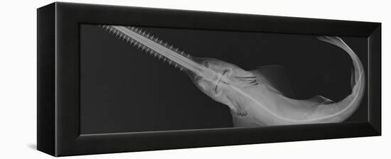 Smalltooth Sawfish-Sandra J. Raredon-Framed Stretched Canvas