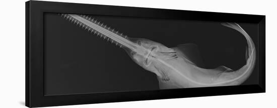 Smalltooth Sawfish-Sandra J. Raredon-Framed Art Print