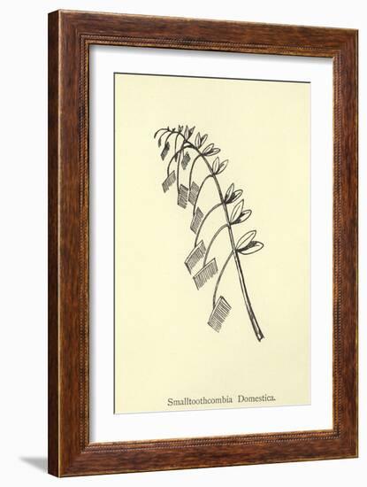 Smalltoothcombia Domestica-Edward Lear-Framed Giclee Print