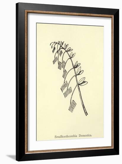 Smalltoothcombia Domestica-Edward Lear-Framed Giclee Print