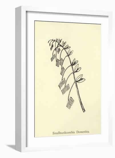 Smalltoothcombia Domestica-Edward Lear-Framed Giclee Print
