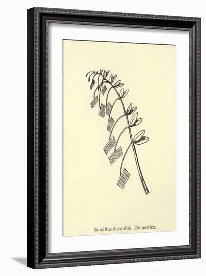 Smalltoothcombia Domestica-Edward Lear-Framed Giclee Print