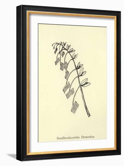 Smalltoothcombia Domestica-Edward Lear-Framed Giclee Print