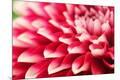 Premium Photographic Print