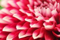 Abstract Photo of Pink Dahlia Flower-smarnad-Photographic Print