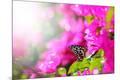 Photographic Print