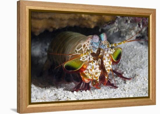 Smasher Mantis Shrimp-Reinhard Dirscherl-Framed Premier Image Canvas