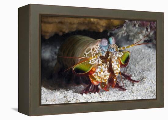 Smasher Mantis Shrimp-Reinhard Dirscherl-Framed Premier Image Canvas