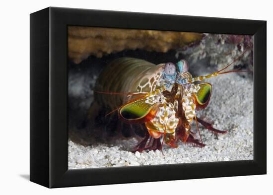 Smasher Mantis Shrimp-Reinhard Dirscherl-Framed Premier Image Canvas