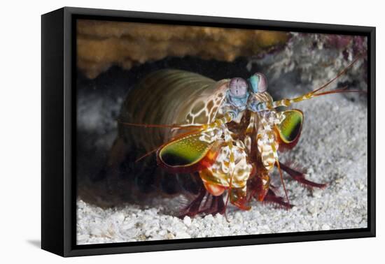 Smasher Mantis Shrimp-Reinhard Dirscherl-Framed Premier Image Canvas