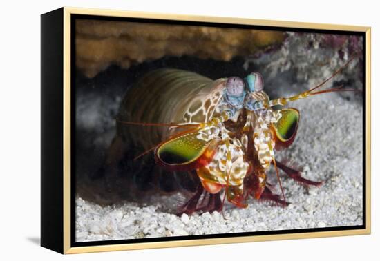 Smasher Mantis Shrimp-Reinhard Dirscherl-Framed Premier Image Canvas