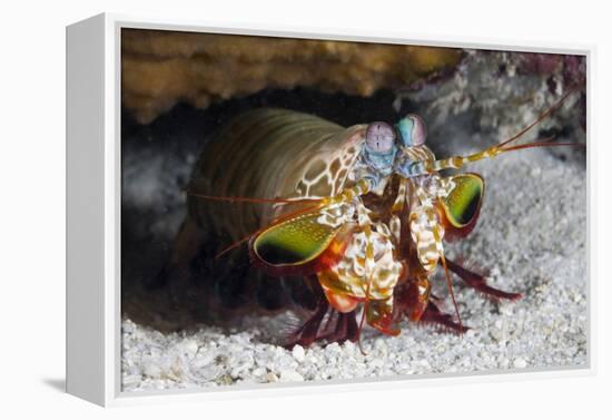 Smasher Mantis Shrimp-Reinhard Dirscherl-Framed Premier Image Canvas