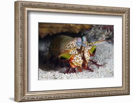 Smasher Mantis Shrimp-Reinhard Dirscherl-Framed Photographic Print