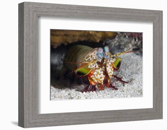 Smasher Mantis Shrimp-Reinhard Dirscherl-Framed Photographic Print
