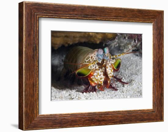 Smasher Mantis Shrimp-Reinhard Dirscherl-Framed Photographic Print